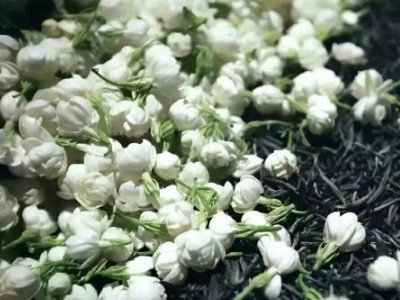 喝茶治口臭嗎，什么茶治口臭好？