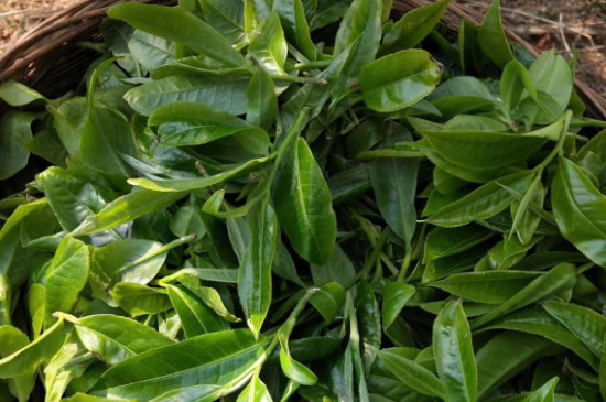最耐泡的茶葉排名，什么茶葉經(jīng)久耐泡？