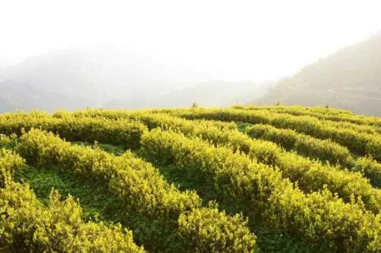 黃金茶的功效及禁忌癥，黃金茶有什么副作用嗎？