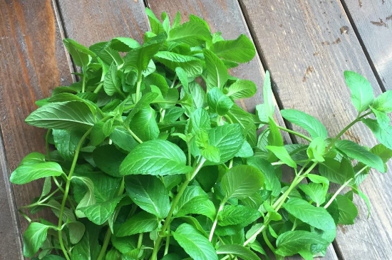 薄荷茶的功效與作用，喝薄荷茶有什么好處？