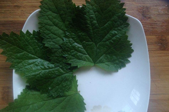 薄荷茶的功效與作用，喝薄荷茶有什么好處？