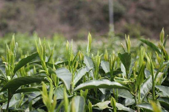 喝黃金茶禁忌，什么人不能喝黃金芽茶？