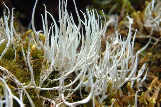 麗江雪茶的禁忌，白雪茶的副作用