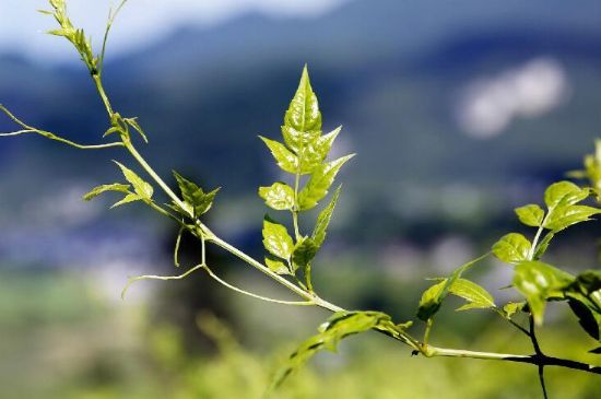 莓茶為什么先苦后甜回甘，莓茶口感怎么樣？