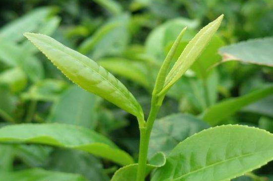 最耐泡的茶葉排名，什么茶葉經(jīng)久耐泡？