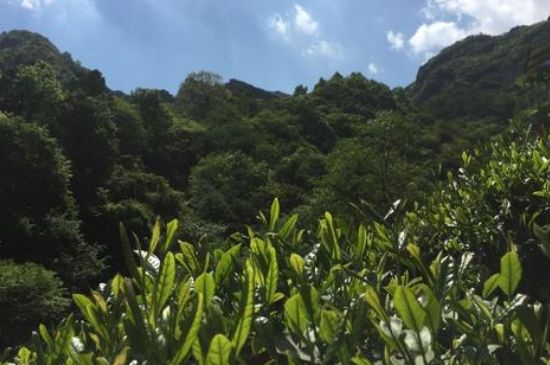 六安瓜片適合什么人喝，六安瓜片的功效與禁忌