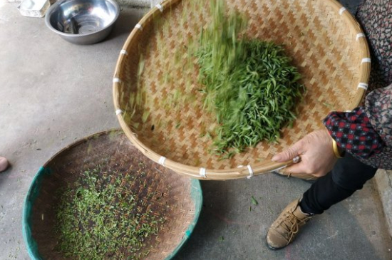 炒青茶為什么便宜，炒青綠茶好喝嗎？