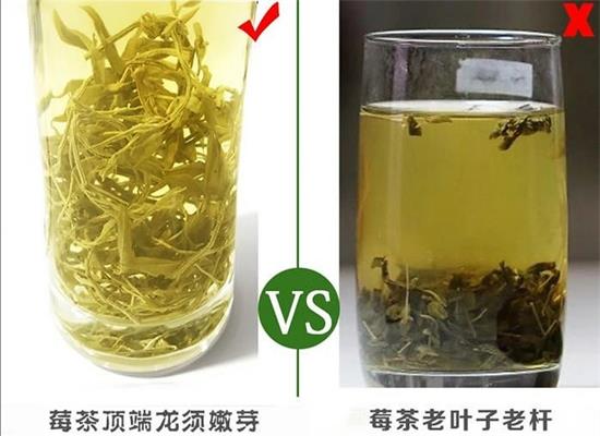 張家界茅巖莓茶與藤茶是同一種茶嗎，藤茶跟莓茶一不一樣？
