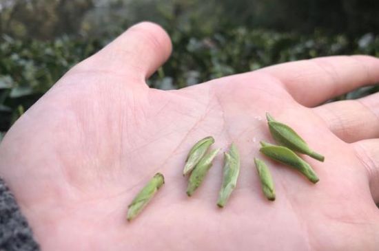 春茶季怎么辨別白毫銀針的好壞，好的白毫銀針如何選購(gòu)？