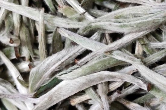 春茶上市白茶的好壞怎么區(qū)分，春白茶怎么分辨好不好？