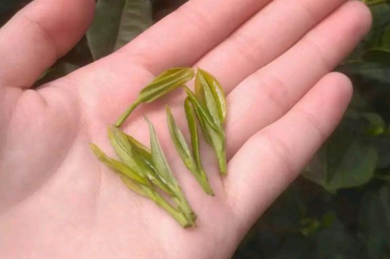 炒青茶為什么便宜，炒青綠茶好喝嗎？