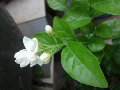 茉莉和什么一起泡最好，茉莉茶有幾種搭配？