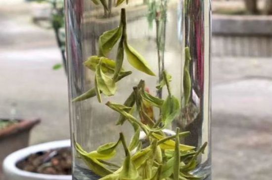 蒸汽煮茶器適合什么茶，蒸汽煮茶器適合用綠茶嗎？