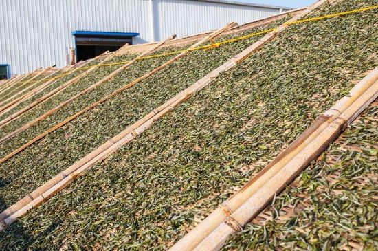 武夷巖茶的初制、精制加工工藝詳細(xì)講解