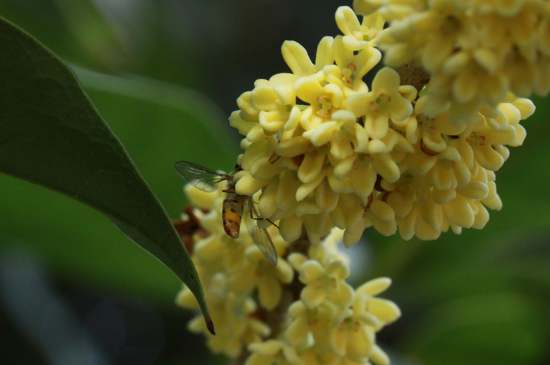 桂花茶禁忌，喝桂花茶有什么禁忌