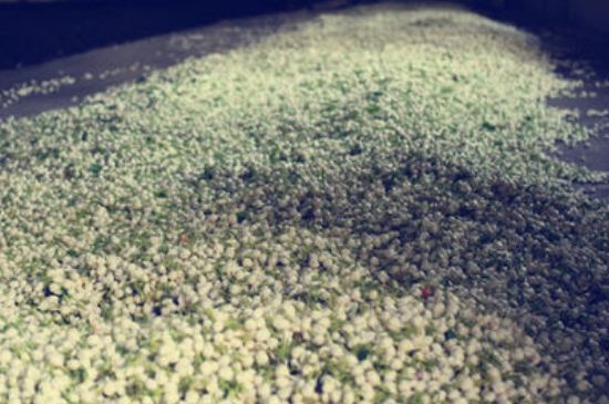 茉莉龍珠怎么做的，茉莉龍珠的制作工藝