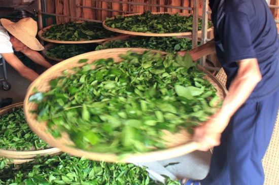 武夷巖茶的初制、精制加工工藝詳細(xì)講解