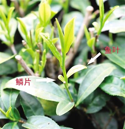 摘茶葉最快的方法，采摘茶葉怎么才能快？