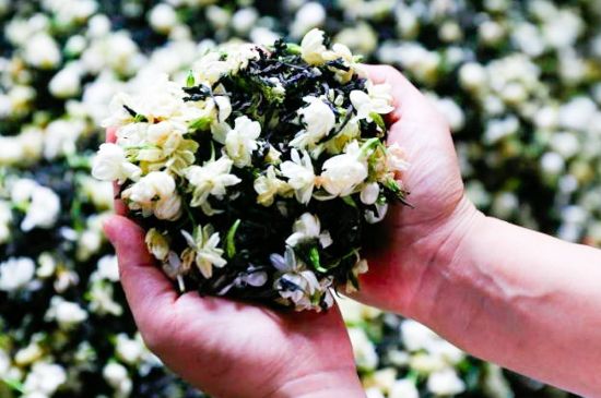 茉莉花和什么在一起喝好，茉莉花喝什么茶搭配？