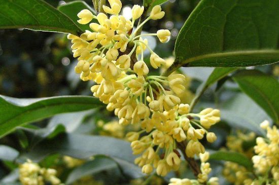 干桂花茶的制作方法，怎樣自制桂花茶？