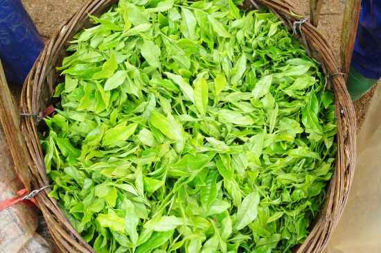 茉莉金針好還是銀針好