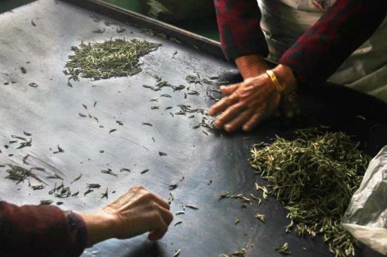 武夷巖茶的初制、精制加工工藝詳細(xì)講解