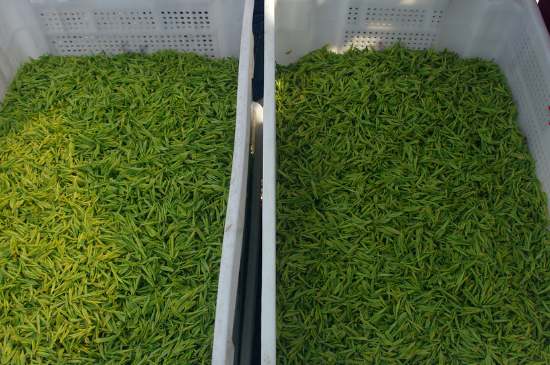 什么茶葉適合用蒸茶器，什么茶可以蒸