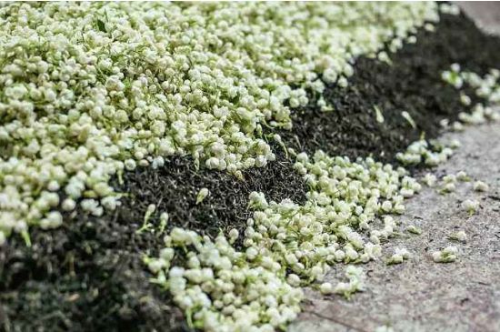 茉莉茶葉的功效與禁忌，什么人不適合喝茉莉花茶？