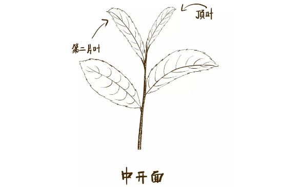 武夷巖茶的初制、精制加工工藝詳細(xì)講解
