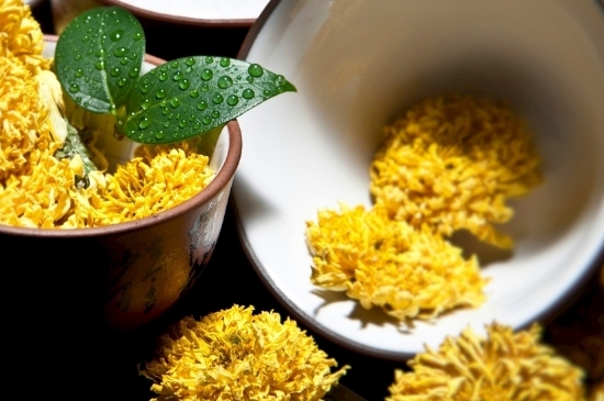 孕婦可以喝菊花茶嗎，菊花對(duì)胎兒有致畸作用？