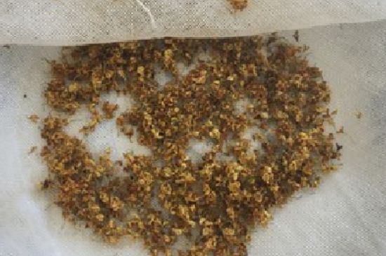 干桂花茶的制作方法，怎樣自制桂花茶？