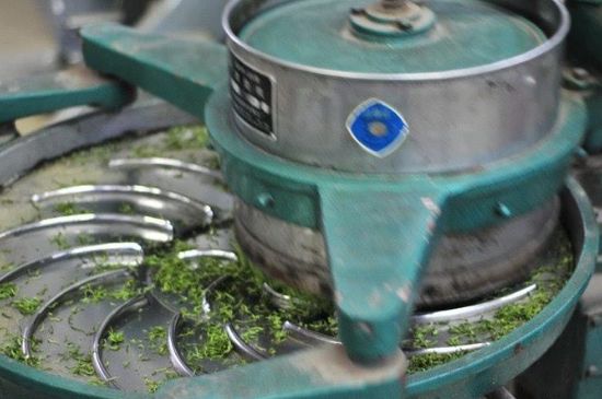 武夷巖茶的初制、精制加工工藝詳細(xì)講解