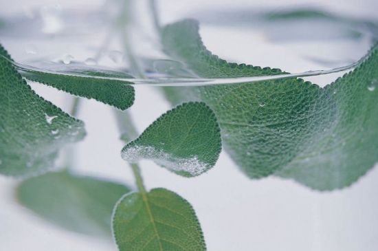 薄荷葉茶怎么制作，薄荷如何做成干茶葉