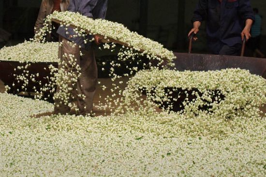 茉莉龍珠怎么做的，茉莉龍珠的制作工藝