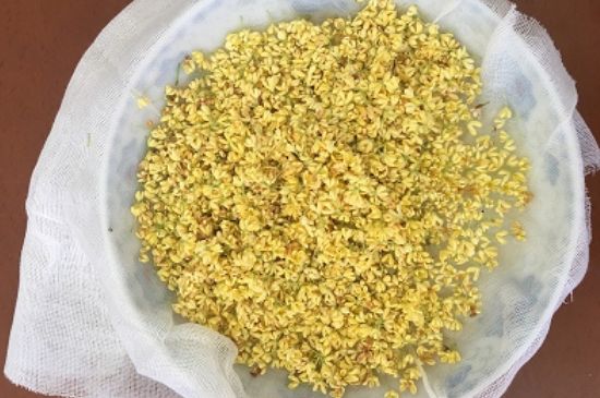 干桂花茶的制作方法，怎樣自制桂花茶？