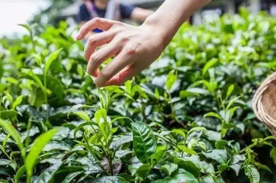 綠茶加工工藝流程圖，綠茶的加工制作包含哪幾個(gè)步驟？