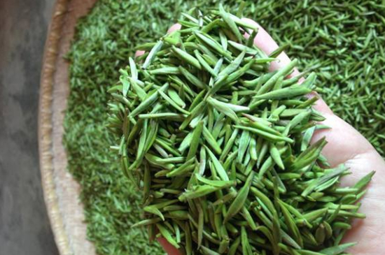 采茶的方法與步驟，如何正確采摘茶葉？