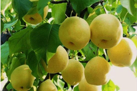 一把真正的本山綠泥壺最低多少錢，什么價格能買到本山綠泥紫砂壺？