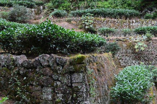 拼配的馬頭巖肉桂，還配叫馬肉嗎？請(qǐng)叫它“馬頭巖大紅袍”