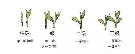 烏牛早和龍井的區(qū)別圖片，龍井43號和烏牛早茶的對比