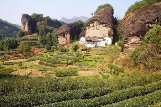 馬頭巖肉桂是大紅袍嗎，大紅袍肉桂屬于什么茶？