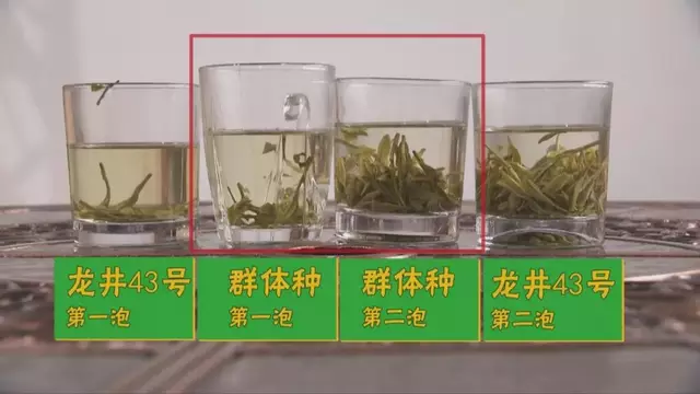 烏牛早和龍井的區(qū)別圖片，龍井43號和烏牛早茶的對比