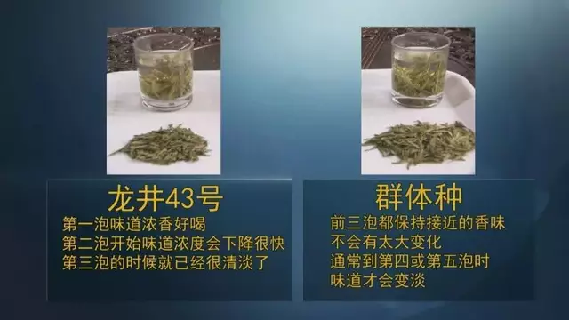 龍井群體種和43號(hào)的區(qū)別圖片，龍井43和群體種哪個(gè)好喝？