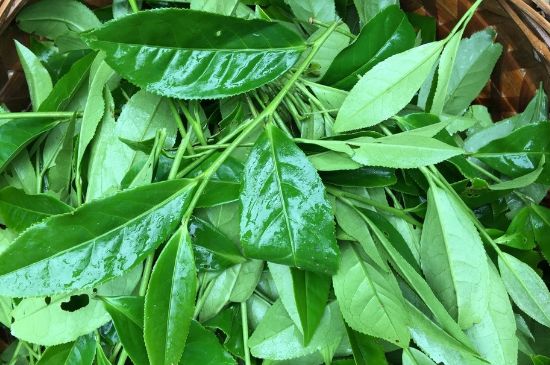 大紅袍可以放10年嗎，大紅袍放了十年能喝嗎