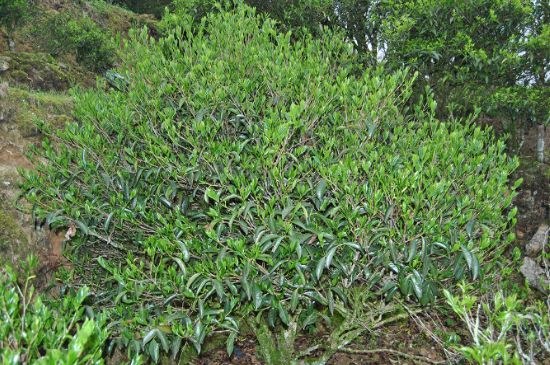 肉桂茶屬于紅茶嗎，牛欄坑肉桂是紅茶還是綠茶？