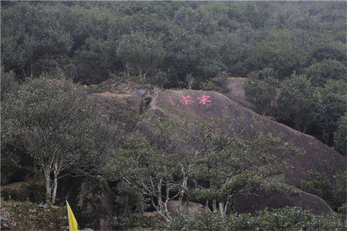 宋種一號價值為什么高，鳳凰單樅宋種1號價格與產(chǎn)量多少？