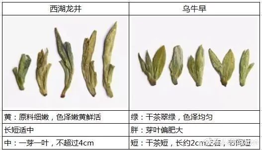 烏牛早和龍井的區(qū)別圖片，龍井43號和烏牛早茶的對比