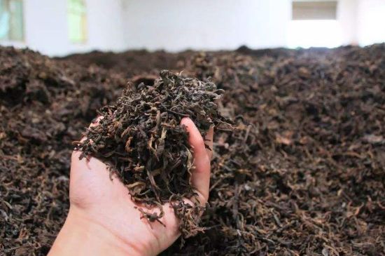 茯磚茶與普洱茶哪個好，茯茶和普洱茶口味區(qū)別