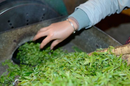 雀舌有一股青草味，雀舌為什么有青草味？