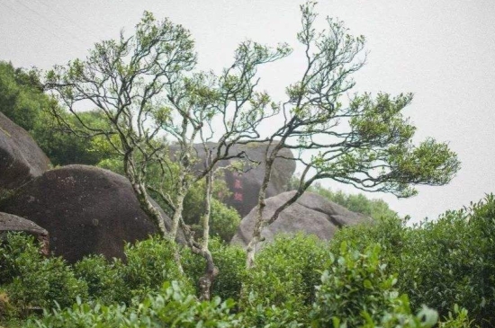 宋種一號價值為什么高，鳳凰單樅宋種1號價格與產(chǎn)量多少？